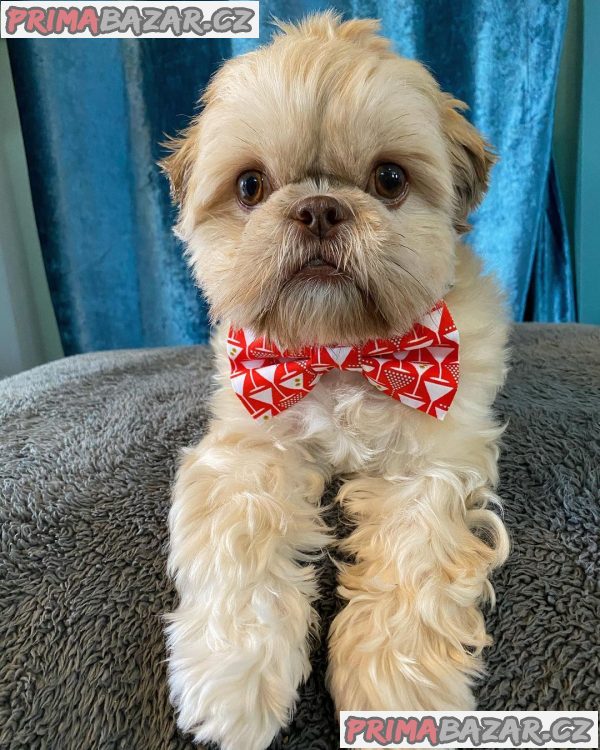 Rozkošné štěně Shih Tzu připravené k adopci