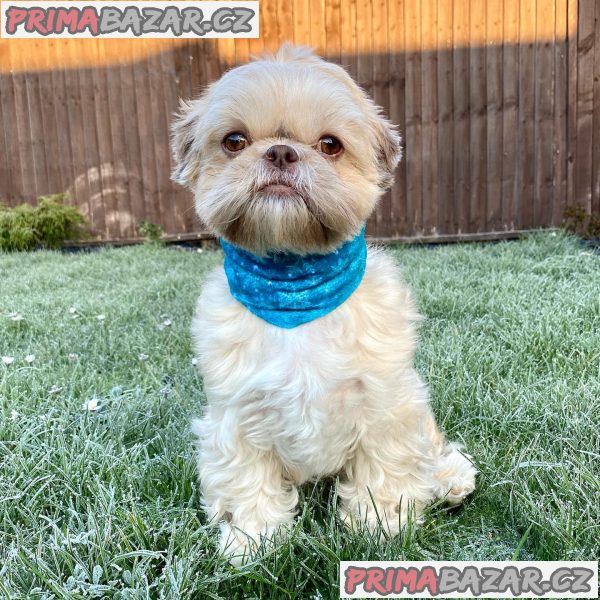 Rozkošné štěně Shih Tzu připravené k adopci