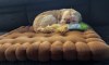 Rozkošné štěně Shih Tzu připravené k adopci
