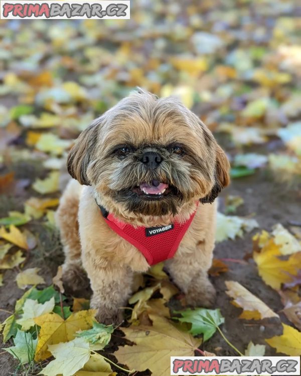 Rozkošné štěně Shih Tzu připravené k adopci