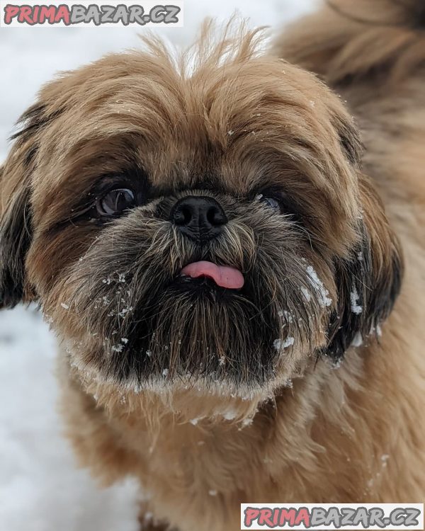 Rozkošné štěně Shih Tzu připravené k adopci