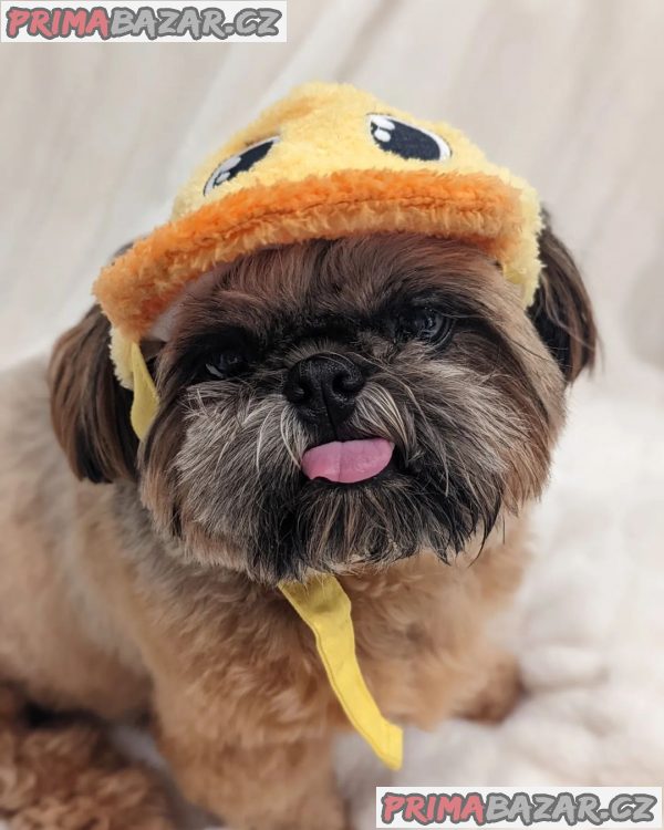 Rozkošné štěně Shih Tzu připravené k adopci – fotografie 4