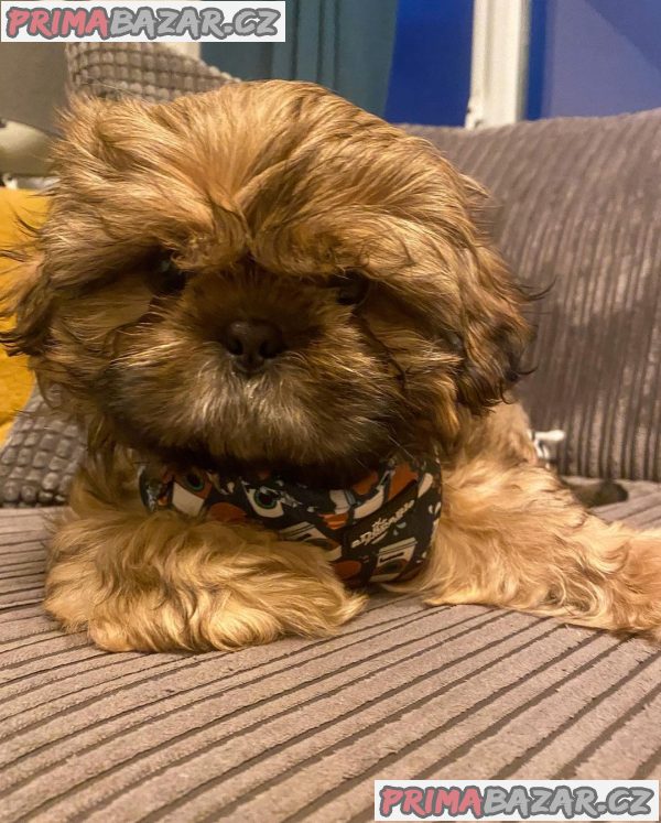 Rozkošné štěně Shih Tzu připravené k adopci