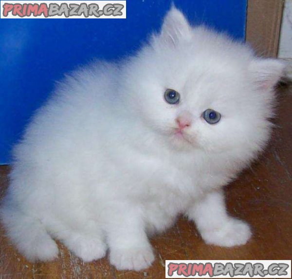 rozkošné perské kotě k adopci