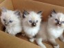 ragdoll koťata k adopci