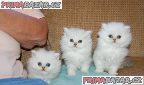 Dobře socializovaná perská koťata k adopci