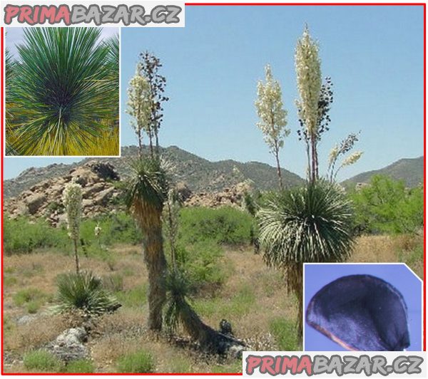 yucca-elata-semena