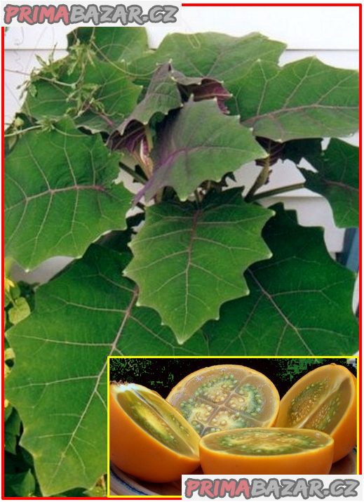 Solanum quitoense - Narančila - semena