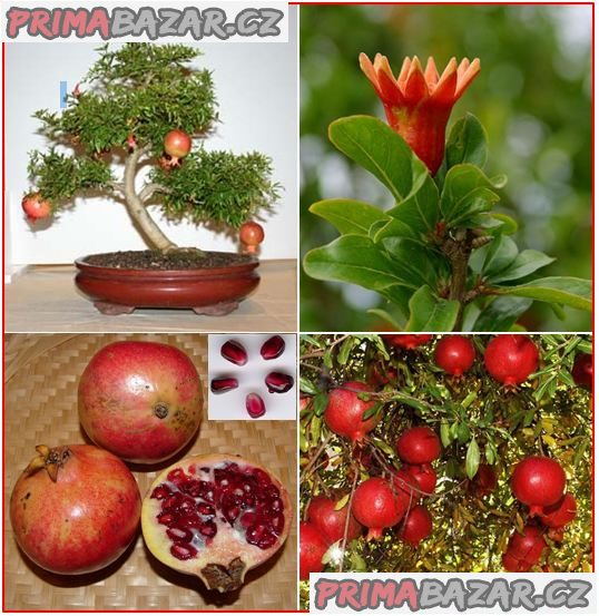 Punica Granatum - Granátové jablko - semena