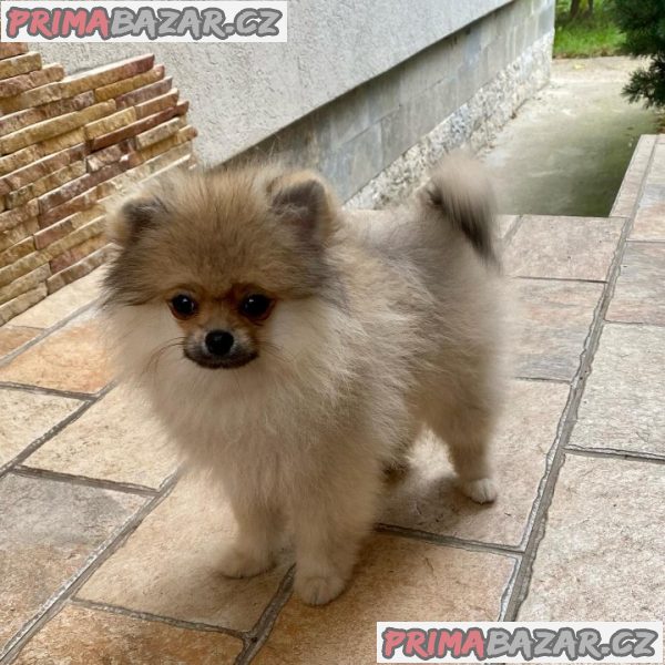 Německý Špic, Pomeranian