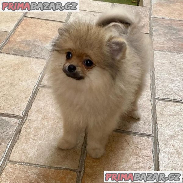 Německý Špic, Pomeranian