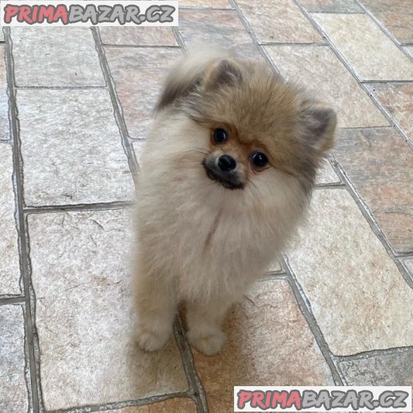 Německý Špic, Pomeranian