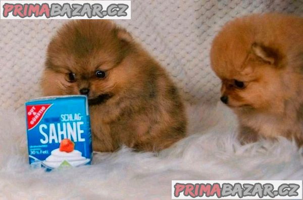 POMERANIAN