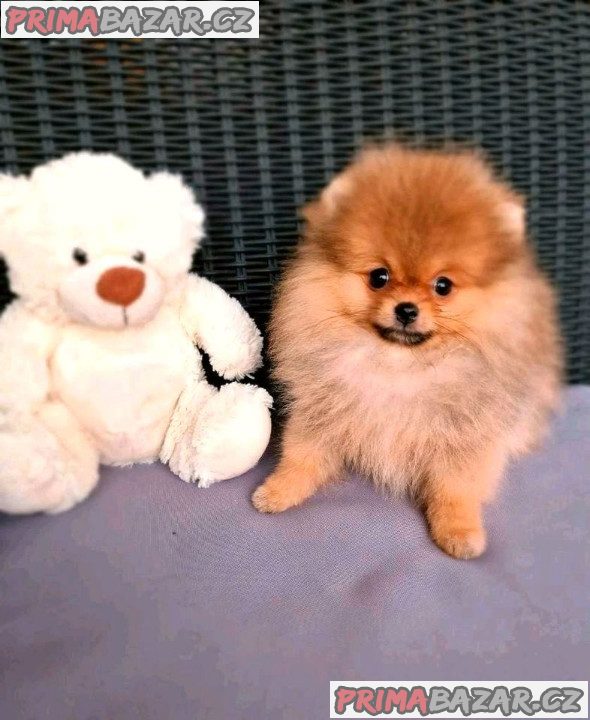 POMERANIAN POMERANIAN