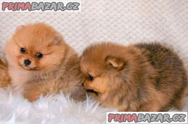 POMERANIAN POMERANIAN