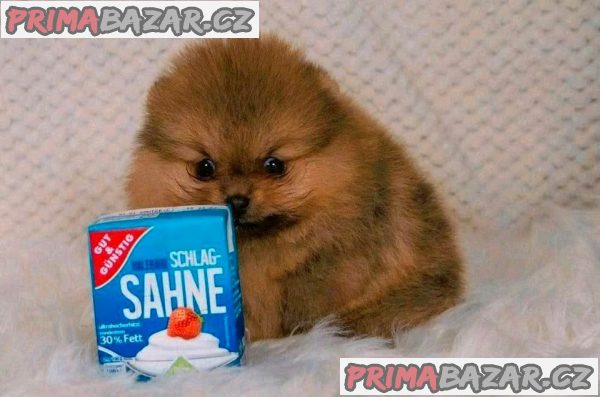 POMERANIAN POMERANIAN