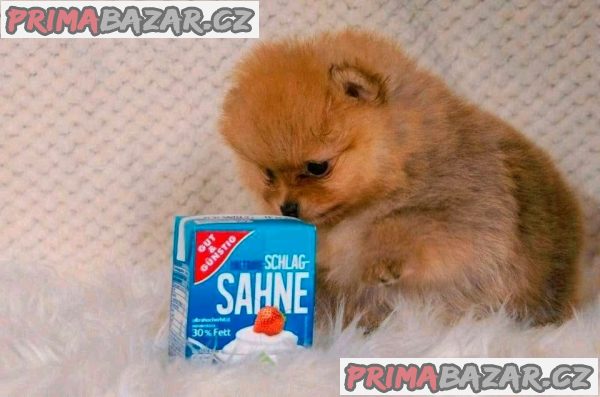 POMERANIAN POMERANIAN