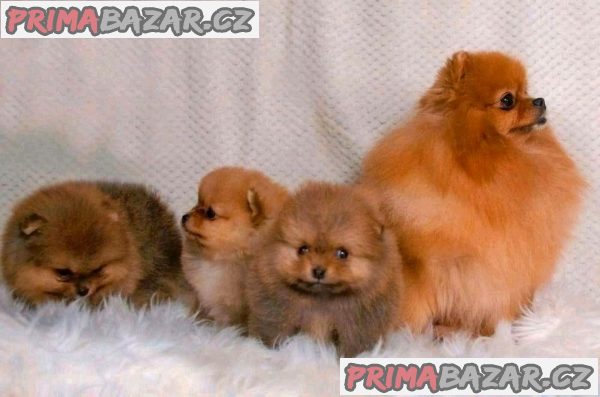 POMERANIAN POMERANIAN