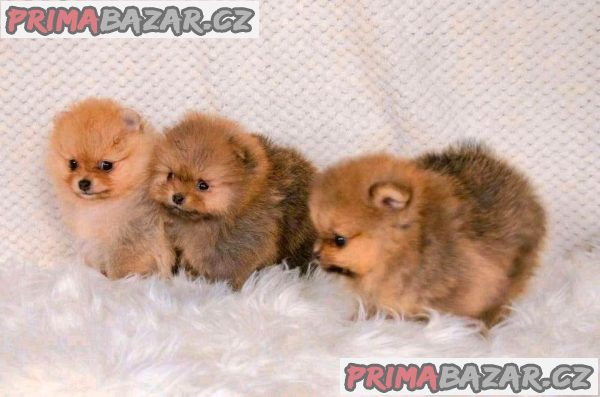 POMERANIAN POMERANIAN