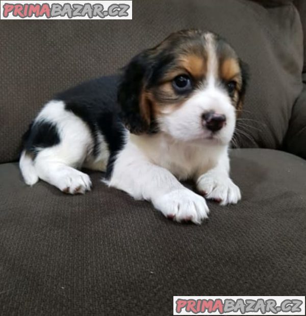 Kavalír king charles španěl - Kavalír king charles španěl -
