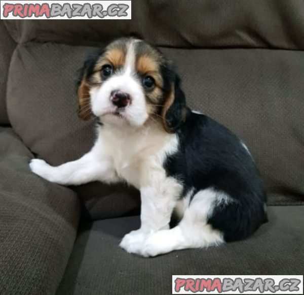 Kavalír king charles španěl - Kavalír king charles španěl -