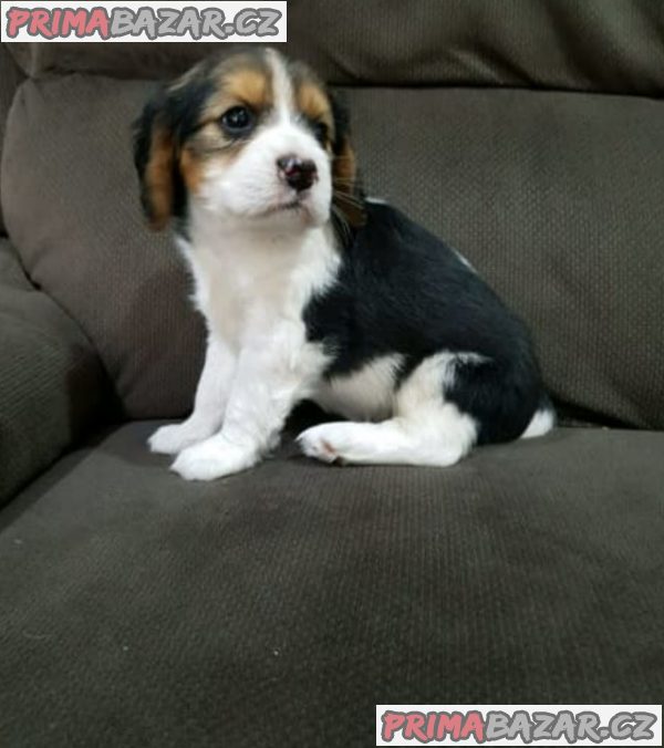 Kavalír king charles španěl - Kavalír king charles španěl -