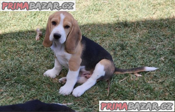 beagle-bigl