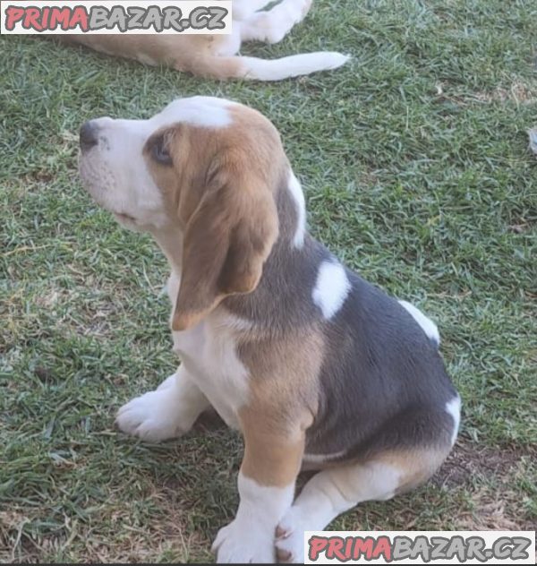 Beagle (Bígl)
