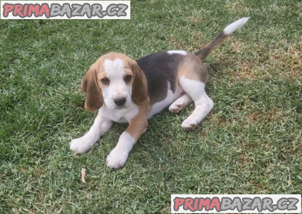 Beagle (Bígl)