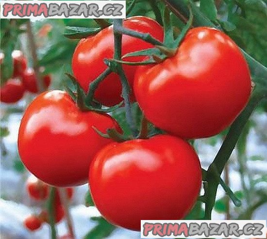 rajce-toro-f1-semena