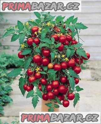 rajce-tumbling-tom-red-semena