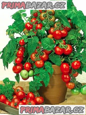 rajce-vilma-truhlikove-vzprimene-semena