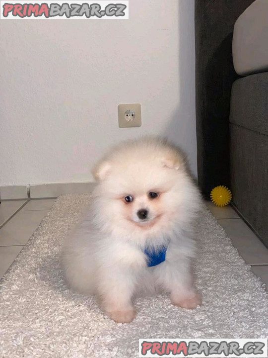 pomeranian-mini