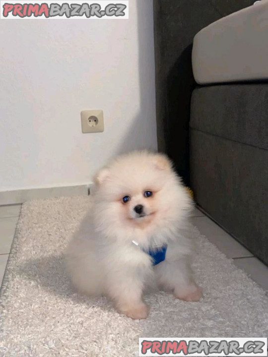 Pomeranian mini Pomeranian mini