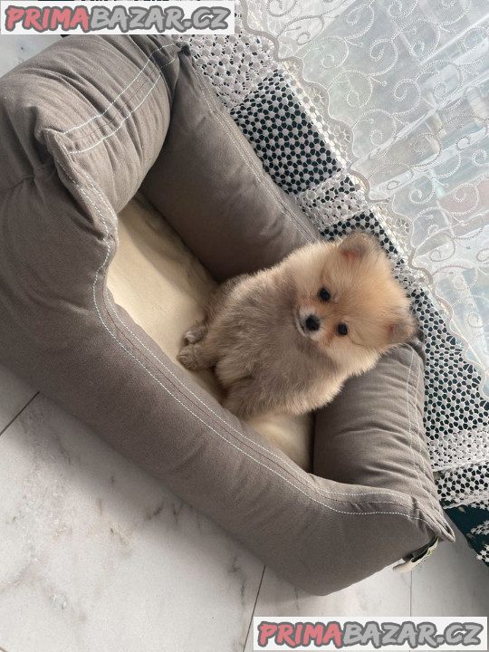 Pomeranian mini Pomeranian mini