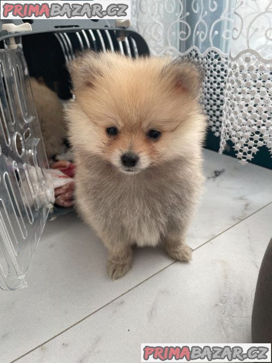 Pomeranian mini Pomeranian mini