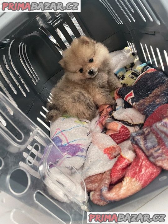 Pomeranian mini Pomeranian mini