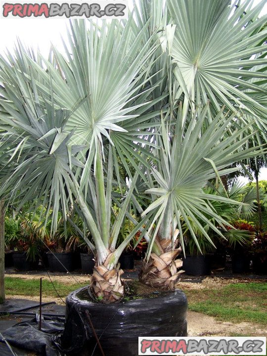 palma-bismarckia-nobilis-silver-semena
