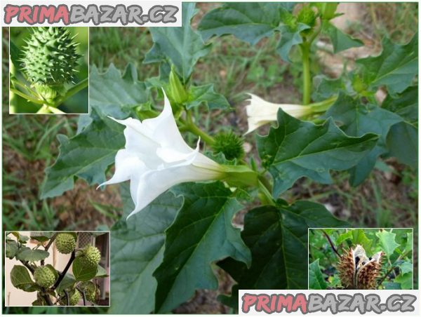 Datura Stramonium - Durman obecný - semena