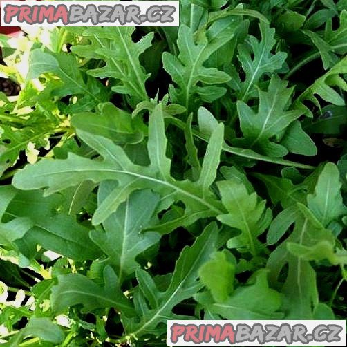 rucola-da-orto-semena