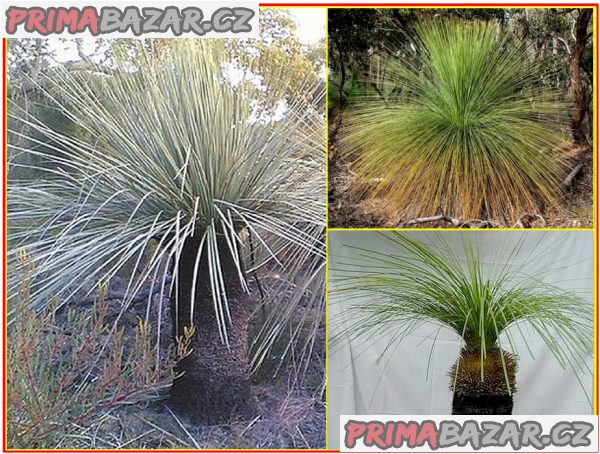 Trávový strom Xanthorrhoea Australis - semena