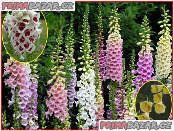 Digitalis Grandiflora - Náprstník směs barev - semena