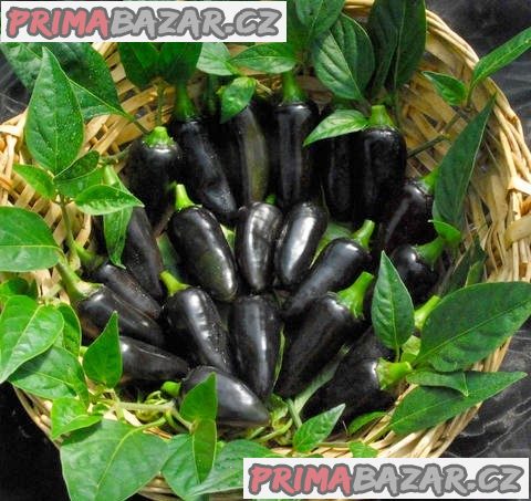 Chilli Black Hungarian Balení obsahuje 10 semen