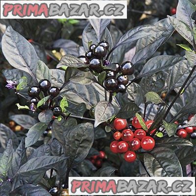 Chilli Black Pearl Balení obsahuje 10 semen