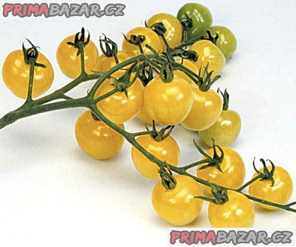 rajce-snowberry-baleni-obsahuje-10-semen