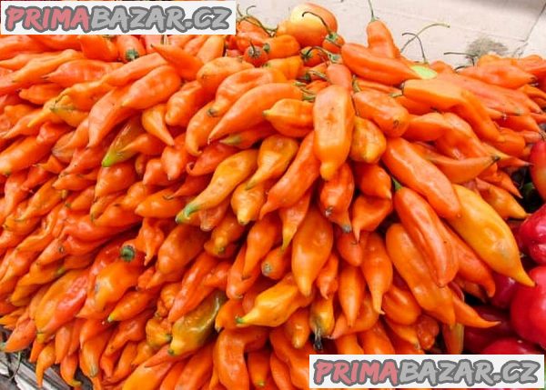 Chilli Aji Amarillo Balení obsahuje 10 semen