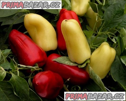 Paprika Boneta Balení obsahuje 30 semen