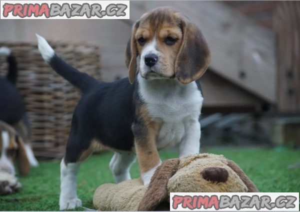 Bígl, Beagle