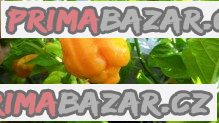 chilli-trinidad-moruga-scorpion-yellow-baleni-obsahuje-10-semen