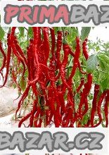 chilli-thunder-mountain-longhorn-baleni-obsahuje-10-semen